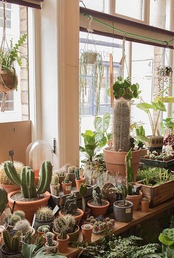 Botanic Interior 169985002