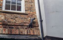 Cat Trail 8 2027115739