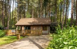 Griffon Forest 9317 2