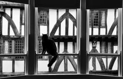 Marley in our library room, overlooking Goodramgate
