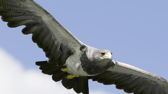 NCBP Dusky Emperor Grey Buzzard Eagle 769553388