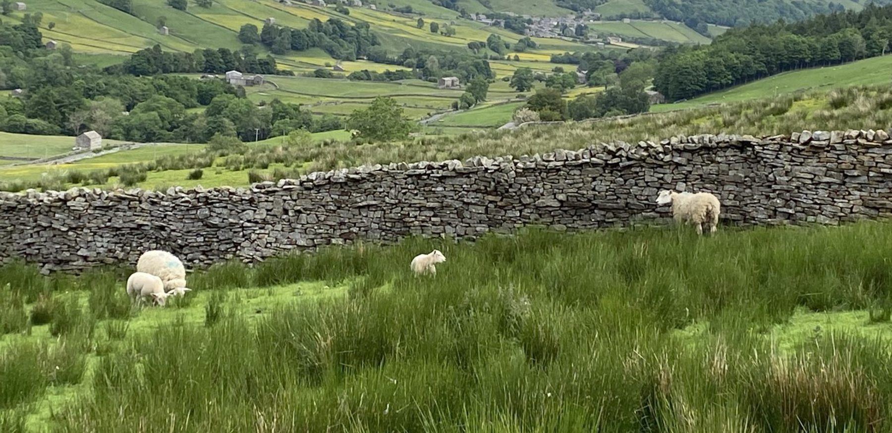 Sheep on Dales