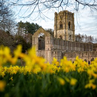 Spring daffodils in front of Fountains Abbey