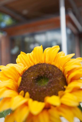 Sunflower for Hospice Biographers page